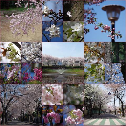 桜（縮小）.JPG